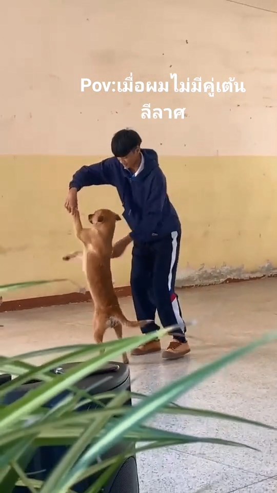 เต้นลีลาศกับหมา